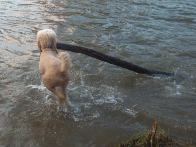 Abby Retrieving
