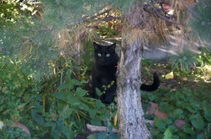 Pippin in the pond area under the pine tree.