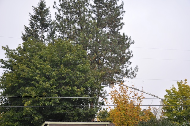 Tree Across the Alley