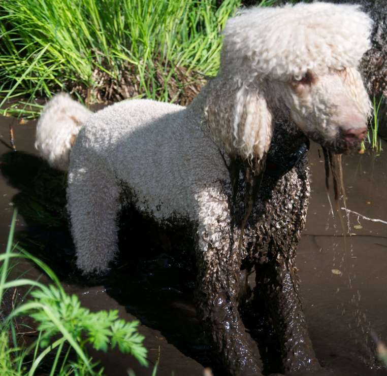 Abby in a Mud Puddle