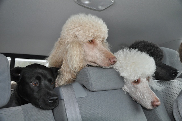 dogs-in-backseat.jpg