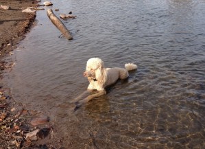abby-in-water Abby taking a break during her ride. You can tell it was a warm day today since she had to lay down in the river!