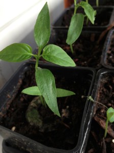 One of our pepper plant seedings in March