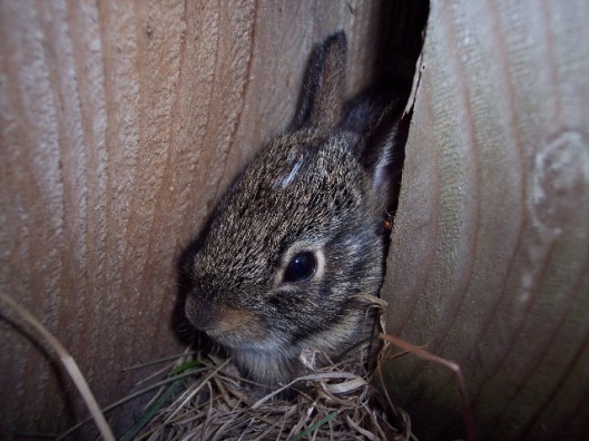 Baby bunny hiding behind a fence post