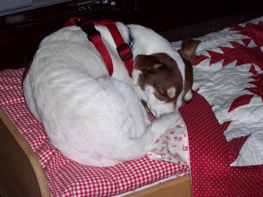 Cricket made herself comfortable on the doll bed