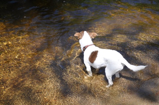 Wading in a creek on a camping trip