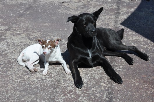 Sunbathing on the patio with Darwin